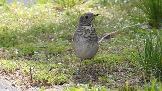 Greycheeked Thrush [upl. by Adlihtam]