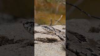 Rhombic Night Adder snakes wildlife [upl. by Yeblehs874]