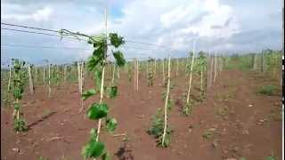 Sacha Inch Plant Farm  Sachi Inchi Cambodia Plukenetia volubilis1 [upl. by Sutherlan]