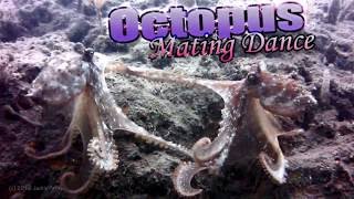 Octopus mating dance [upl. by Yenot]