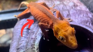 Surviving The Unsurvivable Gecko Update After 8 Months [upl. by Nowyt359]