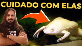 🔴A POLÊMICA RÃ ALBINA EM AQUÁRIOS  XENOPUS LAEVIS  Mr Betta [upl. by Henley398]