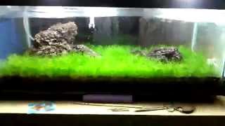 Emersed Dwarf Hairgrass 4 Week Update [upl. by Carlye]