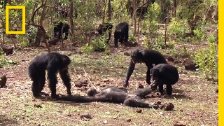 Aftermath of a Chimpanzee Murder Caught in Rare Video  National Geographic [upl. by Knick196]