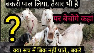 बकरी पालन व्यापारी आपके दुआरी  bakri palan business  bakri palan in hindi bakripalan [upl. by Cirdla]