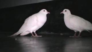 Beautiful White Doves Coo Call Sound  World Best Doves Cooing Sound [upl. by Godfree]