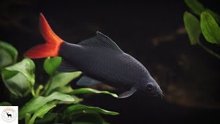 RedTailed Black Shark – An Admirable Territorial Fish [upl. by Ahsieki]