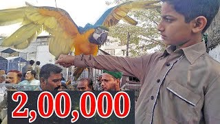 Macaw Price in Pakistan  Lalukhet Sunday Birds Market 2019 [upl. by Adniram]