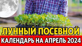 Когда сеять сажать в апреле Лунный посевной календарь на апрель 2024 календарь огородника [upl. by Ymmak]