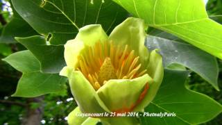 Tulipier de Virginie Liriodendron tulipifera [upl. by Ynaiffit5]