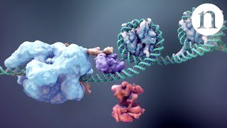 CRISPR Gene editing and beyond [upl. by Bussey]