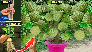 how to grow Costard apple from cut  custard apple propagation method custard apple grow 100rusult [upl. by Kask]