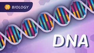 DNA Structure amp Replication Our Instruction Manual for Existing Crash Course Biology 33 [upl. by Eniroc]