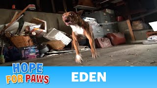 Hope For Paws Pit Bull rescue like you have never seen before Eden senior [upl. by Nettie]