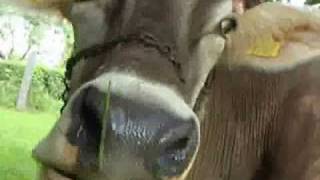 Yodeling Song about a Cow Die Bless mei Kuah  Tyrolean Evening DVD [upl. by Alo]