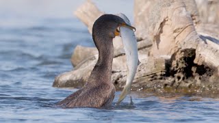 Cormorant catches huge fish [upl. by Meagher]