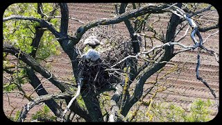 Nest of the longlegged buzzard Buteo rufinus in Hungary Pest County [upl. by Marina231]