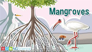 Mangroves – Guardians of the Coast [upl. by Anaid]