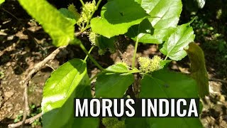 Morus indica [upl. by Hussey]