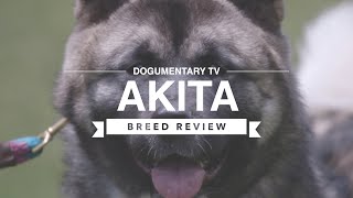 AKITA BREED REVIEW [upl. by Akym]