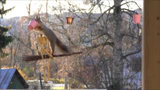 red squirrels on a broom [upl. by Aiket945]