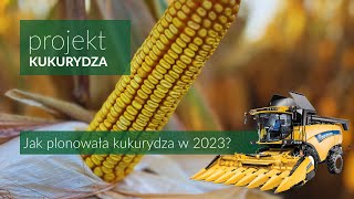 Jak plonowała kukurydza 2023 [upl. by Tadeas]