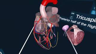 3D Organon XR anatomy module playtime [upl. by Leasia181]