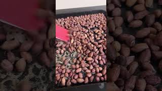 How to make roasted ground nut in an electric oven [upl. by Nagar]