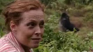 Sigourney Weaver Reunites with the Gorillas from Gorillas in the Mist  BBC Studios [upl. by Post]