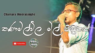 Thanamal Vila Mal Pipunath  Thanamal Vila Mal  Sinhala Songs  Chamara Weerasinghe [upl. by Canfield]