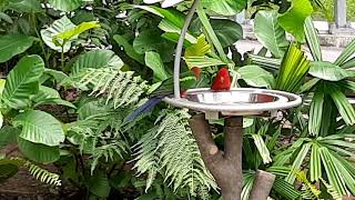 Papuan King Parrot  Bird Paradise Singapore [upl. by Minsk929]