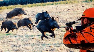 DOMUZ İSTİLASI TARIM ALANLARINA SALDIRAN YABAN DOMUZLARI İLE MÜCADELE wild boar hunting hog hunts [upl. by Viridis]