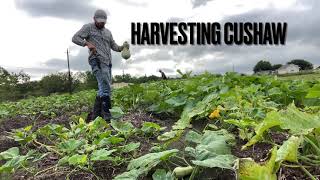 Harvesting Cushaw [upl. by Rodgers]