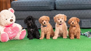 Mini Poodle Puppies 8 weeks old  Playtime and Exercise [upl. by Mirella331]