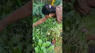 Harvesting herbs and vegetables farming [upl. by Canale]