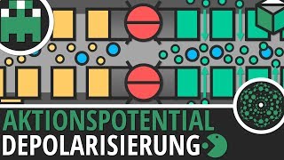 Aktionspotential Depolarisierung einfach erklärt│Biologie Lernvideo│Learning Level Up [upl. by Cos]