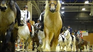 Les 9 races de chevaux de trait français au Salon International de l’Agriculture de Paris 2017 [upl. by Atiuqat636]