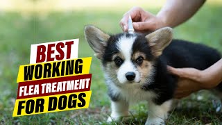 Best Flea Treatment for Dogs A Comprehensive Guide [upl. by Suoirad843]