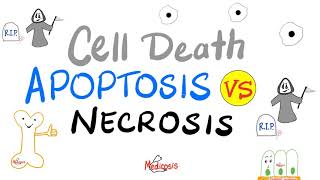 Apoptosis vs Necrosis  Cell Death  Pathology Series [upl. by Thurlow]