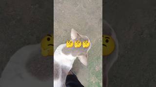 funny Billi newsong [upl. by Akiram600]