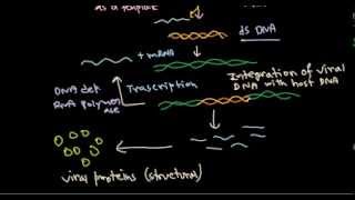 11 Replication of retrovirus [upl. by Archambault534]