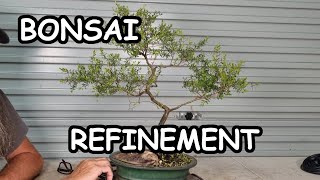 Aussie Tea Tree Bonsai Pruning amp Wiring [upl. by Wolsky]