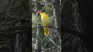 꾀꼬리같은 꾀꼬리 울음소리 BlackNaped Oriole birds birdsounds [upl. by Nylaehs]