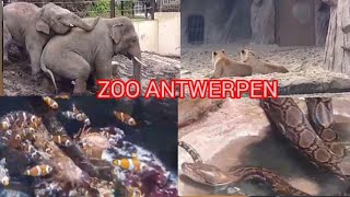 حديقة الحيوانات بلجيكا anvers ZOO Antwerpen Belgique [upl. by Delorenzo]