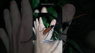 Tarantula Hawk  Ultimate Tarantula Predator [upl. by Rodenhouse]