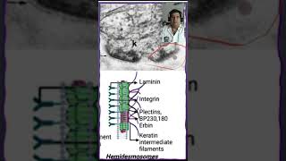 🔬 Hemidesmosomas en el tejido epitelial🔬 [upl. by Eenehs714]