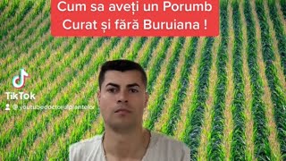 🌽🌽🌽Cum putem scapa de Buruiana din Cultura de Porumb 🌽🌽🌽 [upl. by Kitarp]