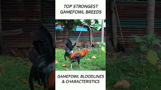 Top Gamefowl of the year 2024 short gamefowl rooster [upl. by Gnauq]