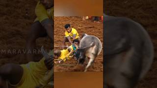 நண்பன்🤍  ஜல்லிக்கட்டு 2024 shorts jallikattu trending [upl. by Neelik]