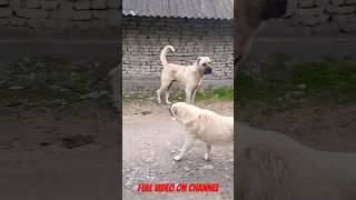 Qurdbasar Meets Gigantic Lion of a Dog Kangal Malakli beast lion dog real [upl. by Krysta]